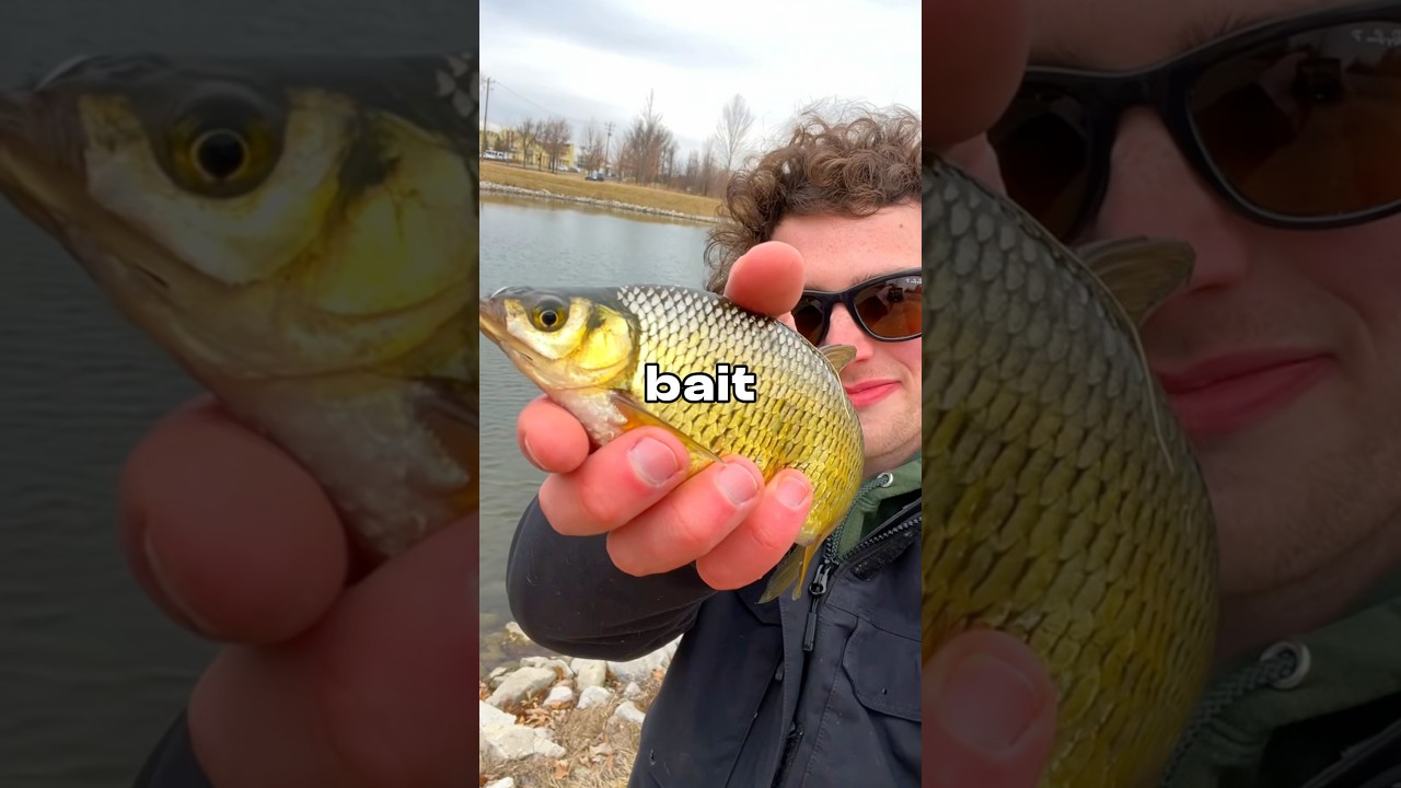 I Fished with BIG Live Bait 🐟🎣