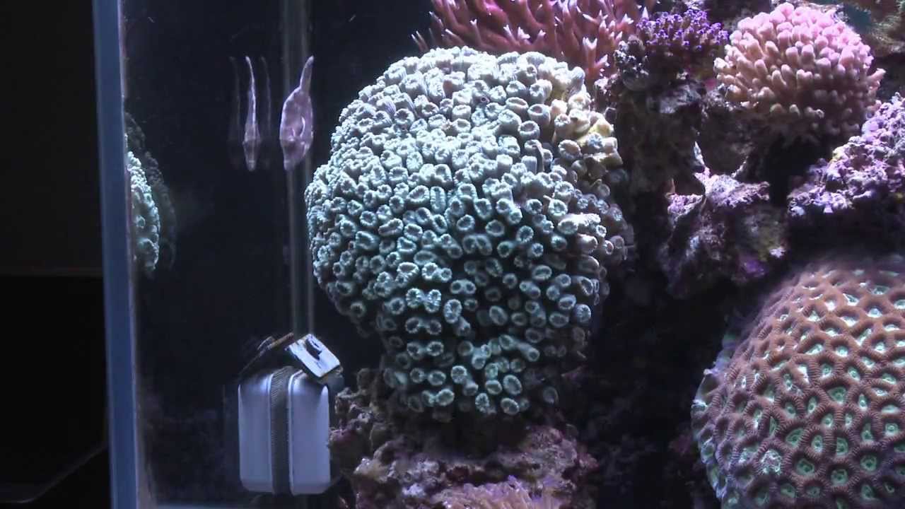 A Reef Junkie Profile