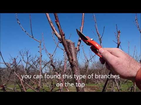 Video: Cherry: forårsbeskæring. Trin-for-trin instruktioner: hvordan man skærer kirsebær korrekt