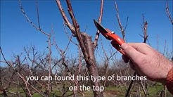 How To Prune Cherry Trees Simple Steps