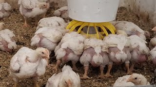 Чому Жовтий❓️Бройлер як бізнес-гормони хімія БМВД‼️Кращий🐔45-60днів чи 4-6місяців❓️