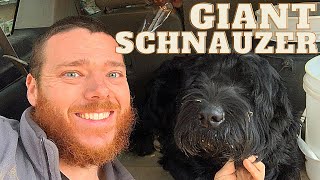 Giant Schnauzer: Protector, Companion, FARM DOG