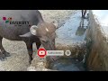 Buffalo drinking water  buffalo of thar  diversity of thar