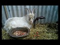 🤓Сухая кастрация 😱козла🐐.