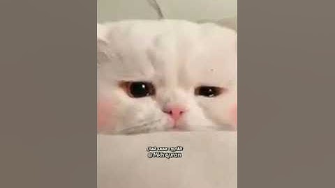 القارئ الشيخ محمد كمال// فلا يحزنك قولهم