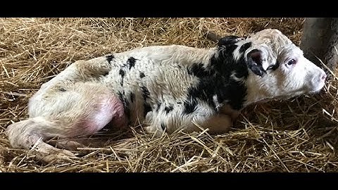 Successful Resuscitation of Newborn Holstein Heifer Calf