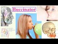 Buccinator