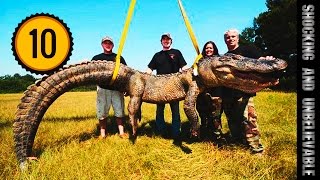 ТОП 10 - САМЫХ БОЛЬШИХ КРОКОДИЛОВ ТОП 10 - САМЫХ БОЛЬШИХ КРОКОДИЛОВ