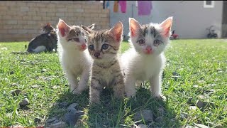 These lovely cute kittens are walking around the garden.