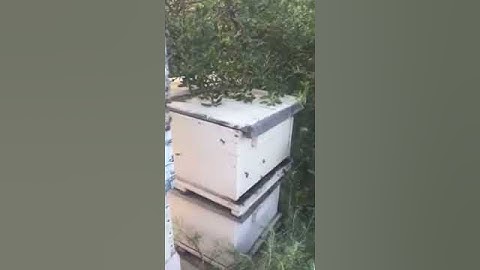 Bee swarm moving into an empty hive