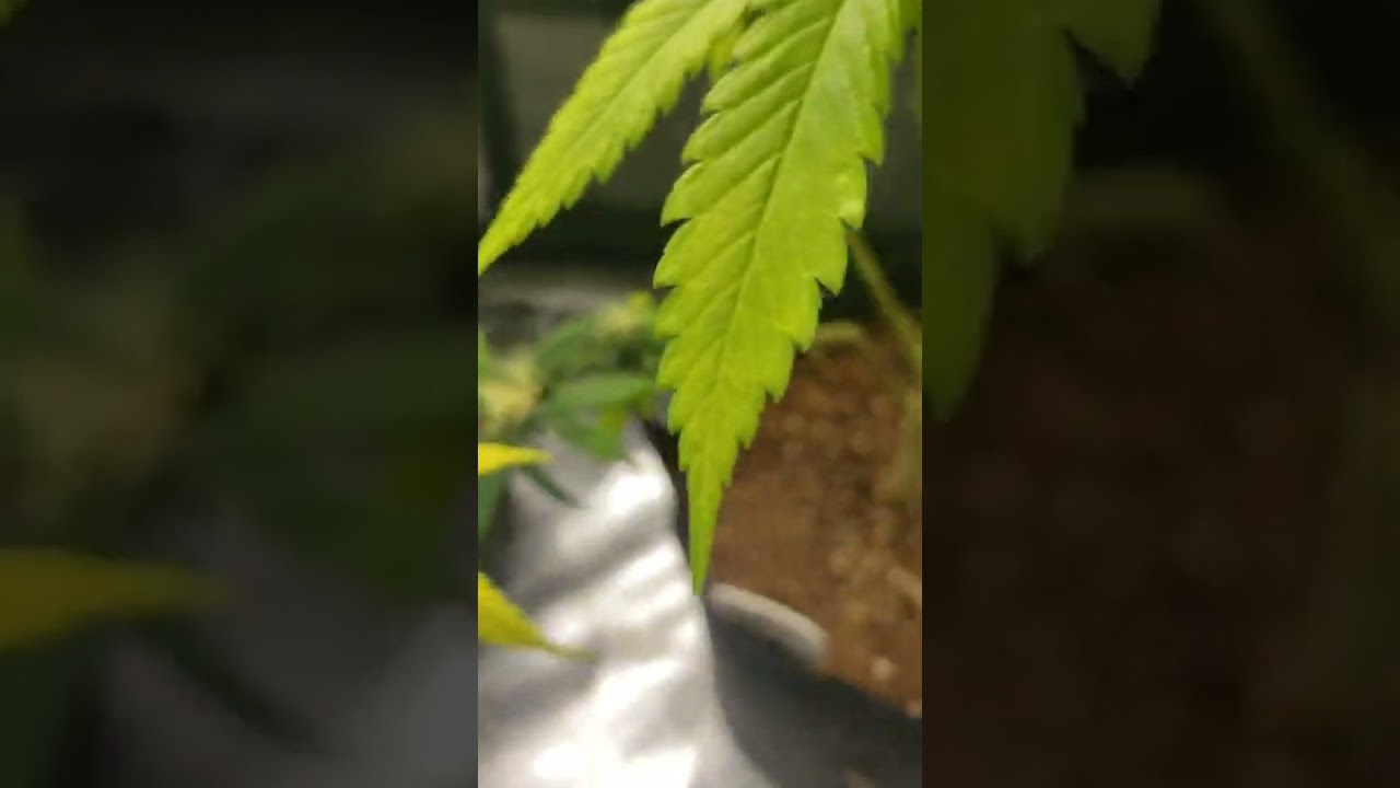 Isolating/Pollinating lower branches of 