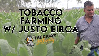 Tobacco Farming with Justo Eiroa