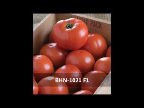 Vídeo: O que é um tomate BHN 1021: cultivo de uma planta de tomate 1021