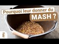 Quel intrt de distribuer du mash  mon cheval 