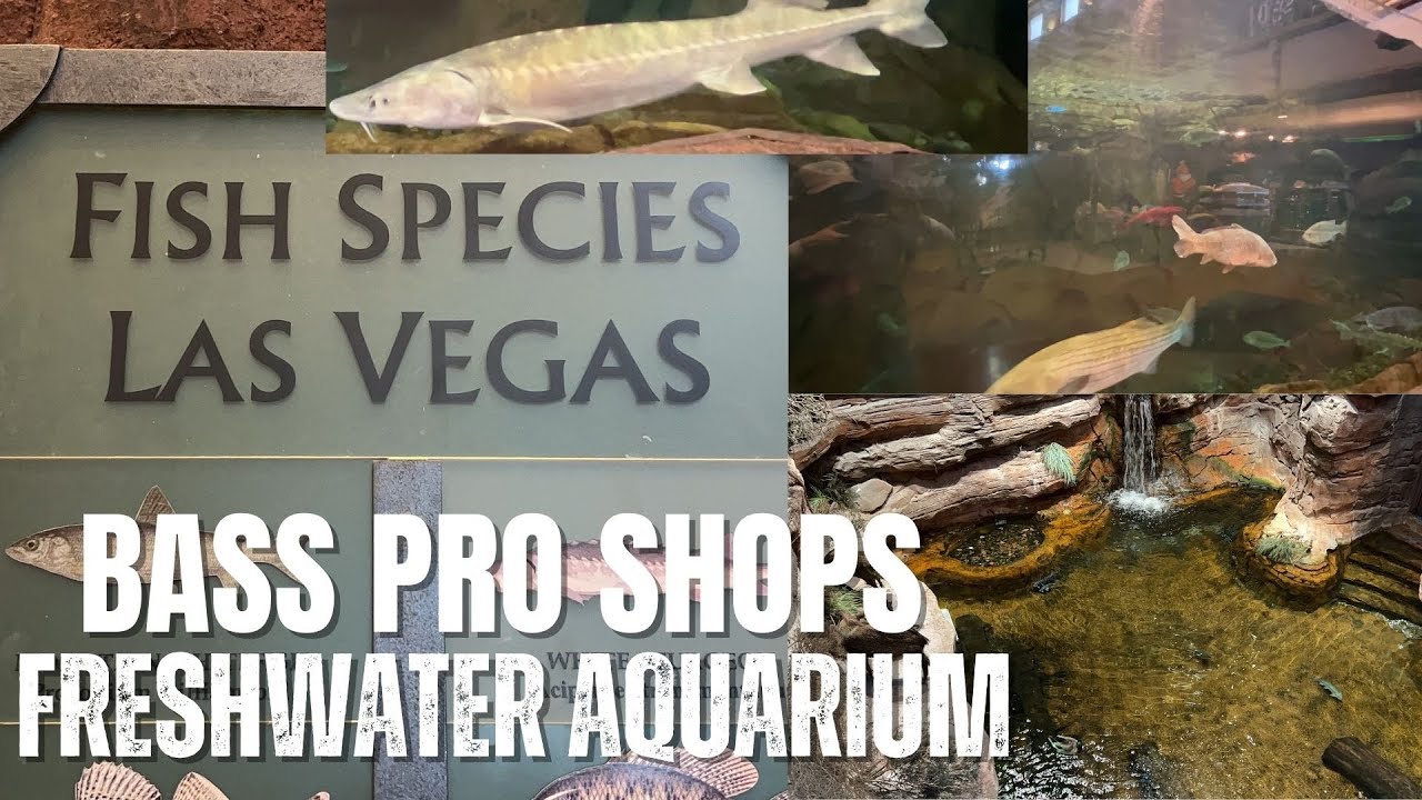 Huge Freshwater Fish Aquarium at Bass Pro Shops Las Vegas