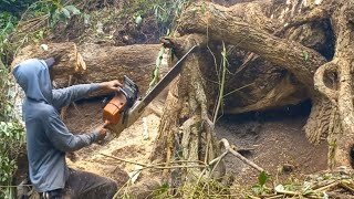 Sangat berbahaya sekali‼️‼️‼️proses penebangan pohon Trembesi dengan akar Cumi cumi dipinggir sungai