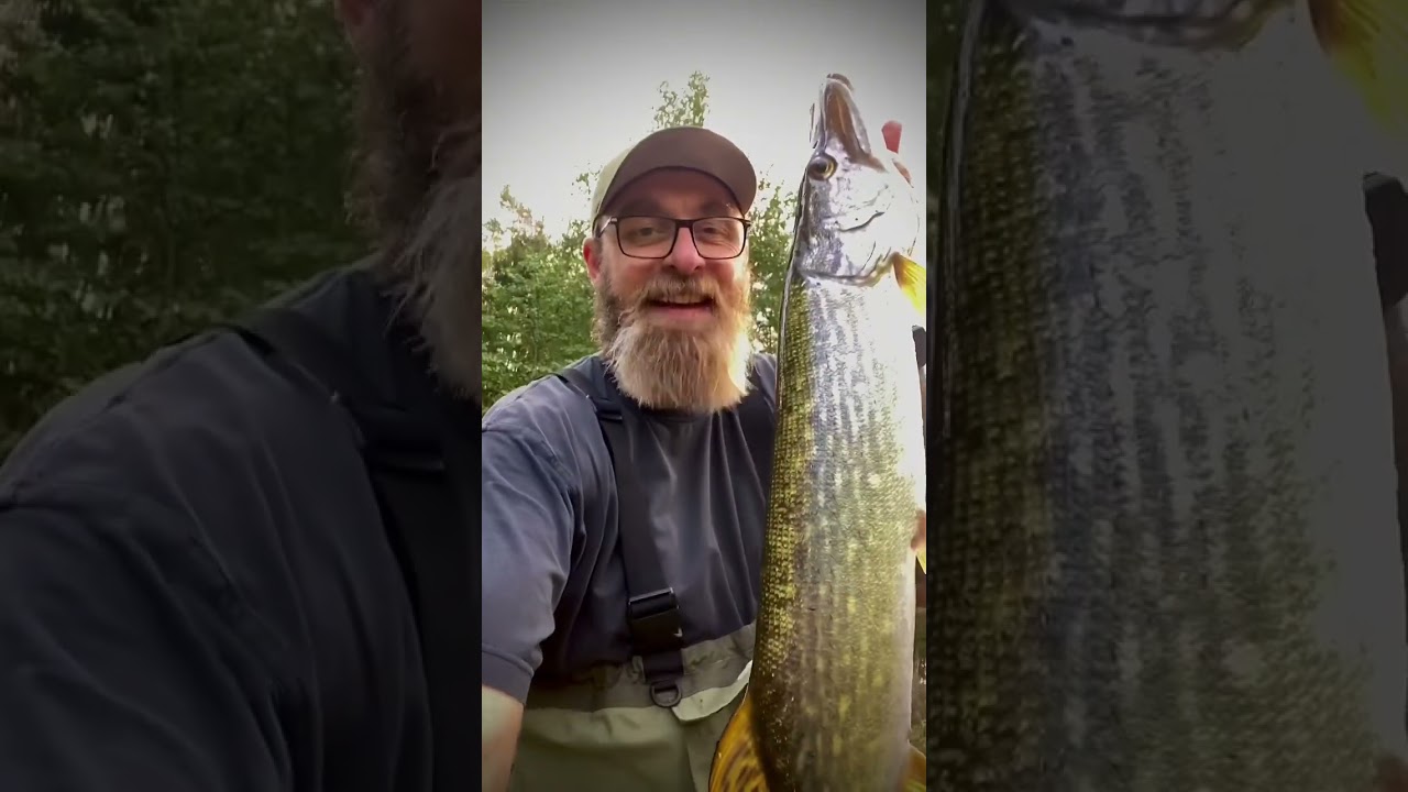 Fluefiske etter høstgjedde i liten elv! 