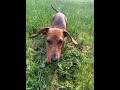 minidachshund#dachshundpuppy#shorts#cute #playtime