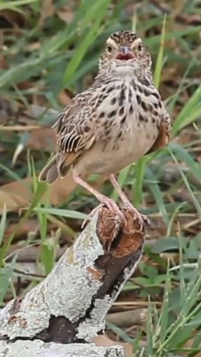 burung branjangan apa brung ampung tanah/ RICAR PIPIT. coba comen