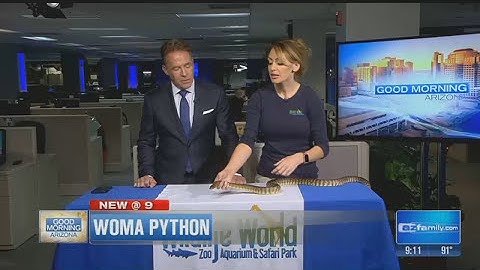 An exotic python from down under