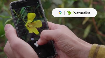 How iNaturalist captures millions of biodiversity observations via Google Maps Platform