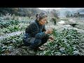 Yuki harvests spinach before sunrise while the mountain freezes