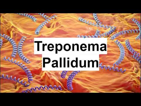 Treponema Pallidum | microbiología médica