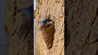 The Architecture of Nature How This Tiny Bird Builds Its Dream Home! 🐦#amazingnature #birds #shorts