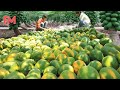 Incredible Modern Agriculture Papaya Harvesting Processing - Amazing Farming Harvest Fruit Process