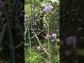 月季 柳叶马鞭草