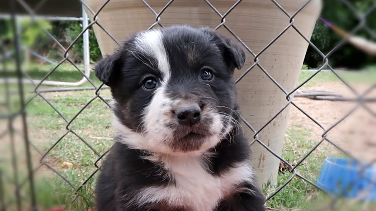 BORDER COLLIE PUPPIES!!