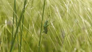 Gampsocleis Glabra Song
