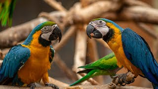 Macaw Parrots colorful | Beautiful Macaws in the world