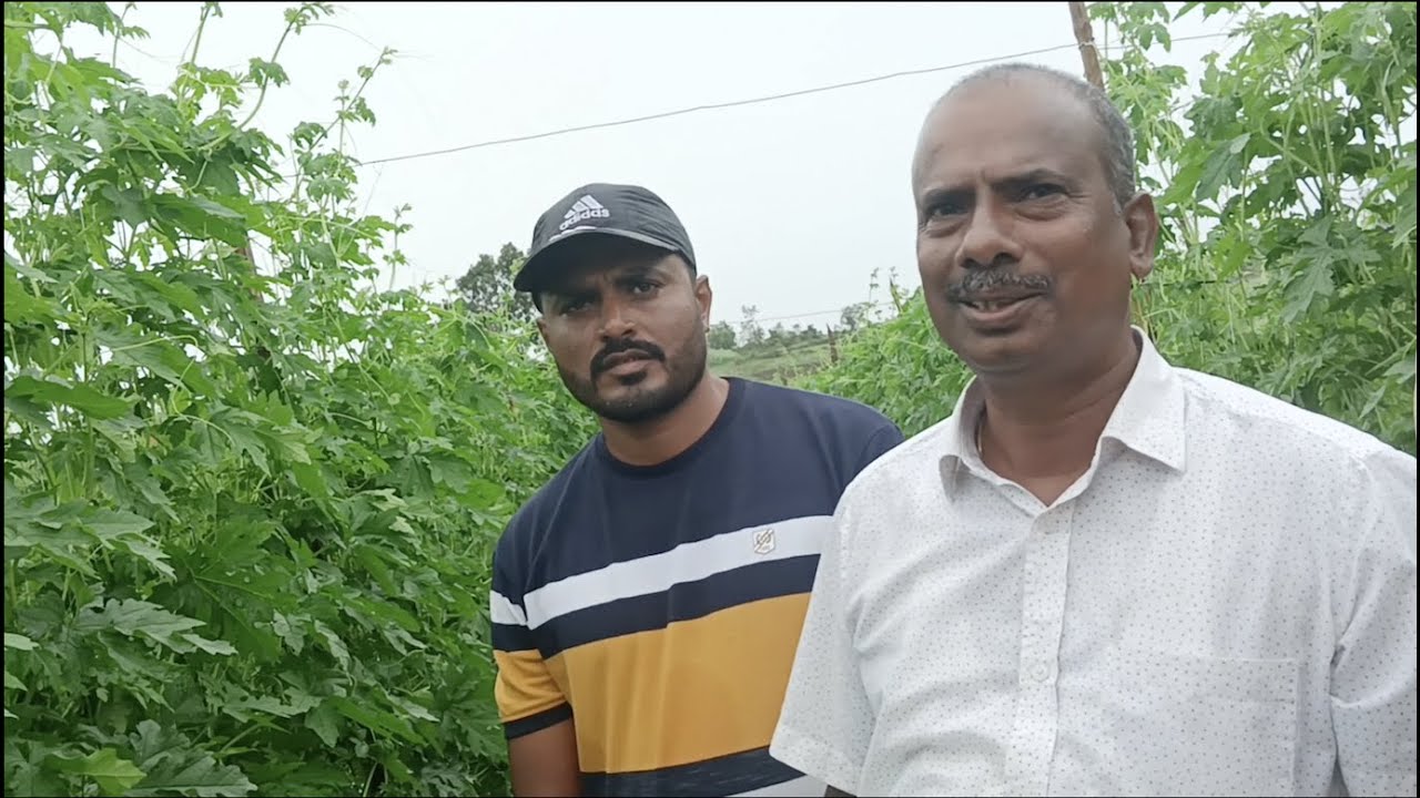 SCTवैदिक-कारले42 दिसात कांडोकांडी सेटिंग,दाम्हनासारखे मुळ🪴जमिनीला श्रीमंत करा,तुम्ही श्रीमंत करेल‼️