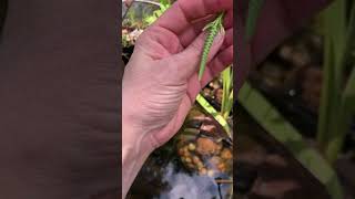 Remove your solar pumps to attract Dragonflies