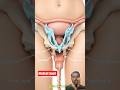 The Beginning of Human Life I StunningWomb Baby's First Moments |Animation#pregnant #anatomy