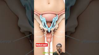 The Beginning of Human Life I StunningWomb Baby's First Moments |Animation#pregnant #anatomy