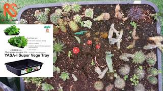BABA YASA-I Super Vege Tray Black Planter Box Pot Bekas Pasu Kotak Tanaman Berlubang Hitam
