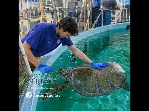 A Quick Drop-in with Oscar the Sea Turtle
