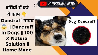 गर्मियों में करे ये काम 👇 Dandruff गायब 😱 || Dandruff In Dogs || 100 % Natural Solution || Home Made by BEAGLE THE ZOOYI 171 views 1 month ago 4 minutes, 14 seconds