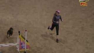 Andreu UKI US Masters Agility by Katherine McGuire 59 views 2 years ago 47 seconds