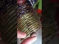 గాజులమ్మ గాజులు😎💓#foryou#memories#bangles#nostalgia #trending