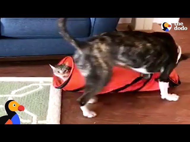 Cat Pulls Magic Trick On Dog Brother | The Dodo