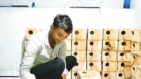 Meking New Breeding Colony Setup For 50 Pair Java Sparrows Birds #birds #java #breedingcolony #setup