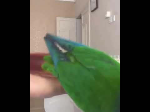 ببغاء كنيور جرين شيك يلو سايد اليف