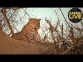 safariLIVE - Sunset Safari - October 26, 2018