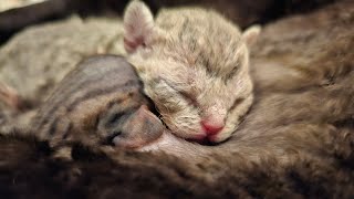 Devon Rex Cat Giving Birth to Kitten by Yoko Kat 465 views 1 year ago 4 minutes, 1 second