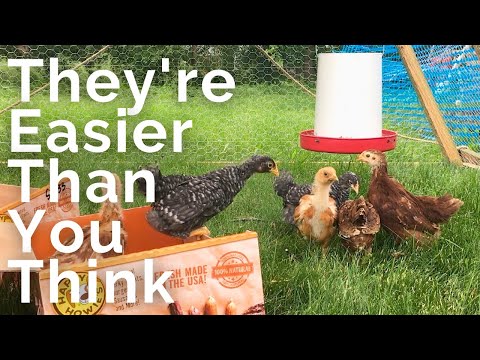 Everything you need to know to get started with backyard chickens by From Scratch Farmstead