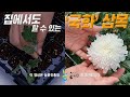 집에서도 할 수 있는 국화 삽목하기 💐 국화 키우기 🌸 농촌진흥청 농사로