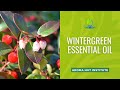 Discover wintergreen essential oils darkest secret